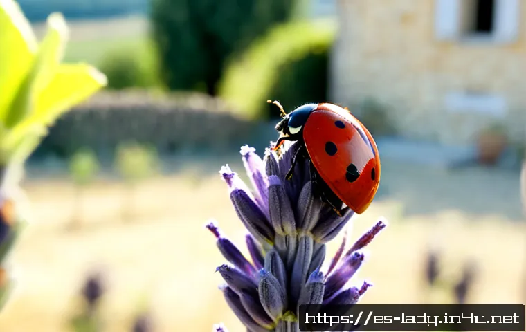 프랑스 문화와 레이디버그의 연결성 - Photorealistic close-up of a red ladybug with black spots resting on a lavender stem in a sunlit Fre...